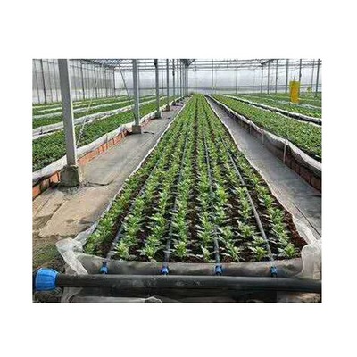 走进眉山大棚 滴灌技术下的现代农业新图景